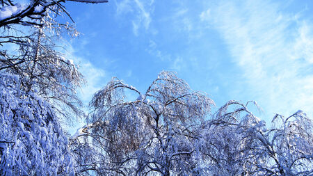 Trees in the snow ,in the winter forest on the background of blue sky の写真素材