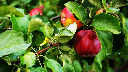 Ripe red apples to hang on the branches of the Apple tree.の写真素材