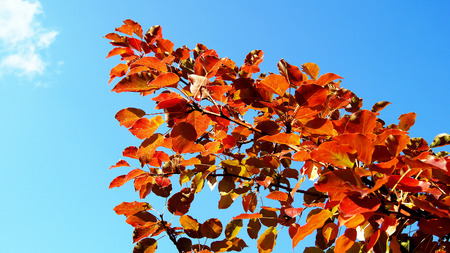Brightly painted bright colors of the tree branches.の写真素材