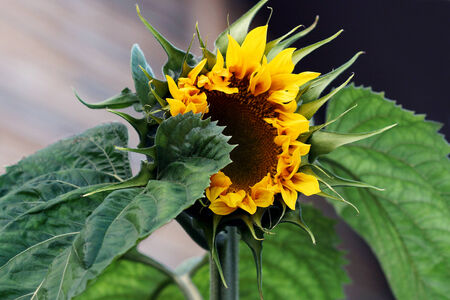 The sunflower is an annual plant, is used for the manufacture of sunflower oil.の写真素材