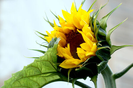 The sunflower is an annual plant, is used for the manufacture of sunflower oil.の写真素材