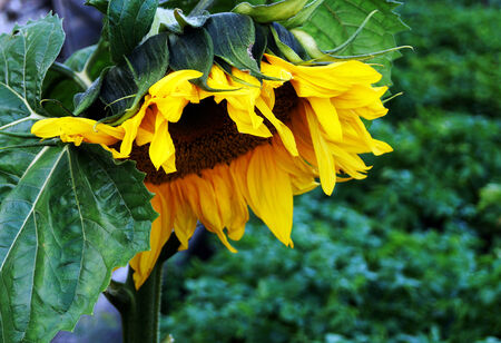 The sunflower is an annual plant, is used for the manufacture of sunflower oil.の写真素材