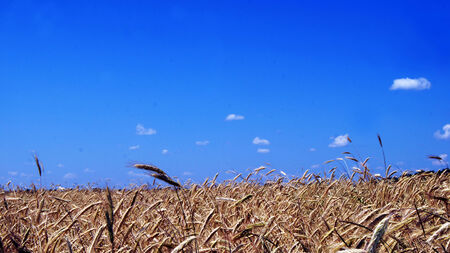 Ears of ripe wheat against the blue sky.の写真素材