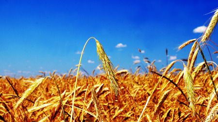 Ears of ripe wheat against the blue sky.の写真素材