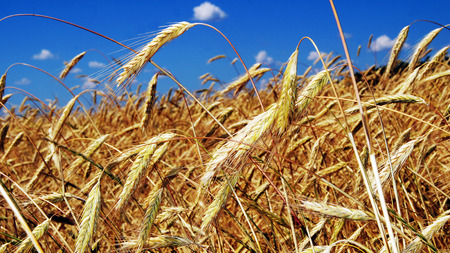 Ears of ripe wheat against the blue sky.の写真素材