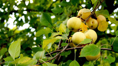 Green ripe apples hanging on the branches of the Apple tree.の写真素材