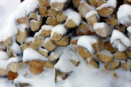 Mountain birch logs covered with snow.の写真素材