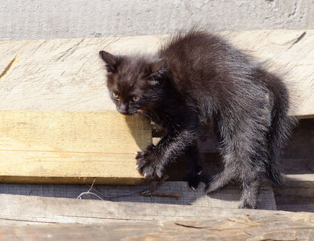 Small ruffled black kitten is on the log.の写真素材