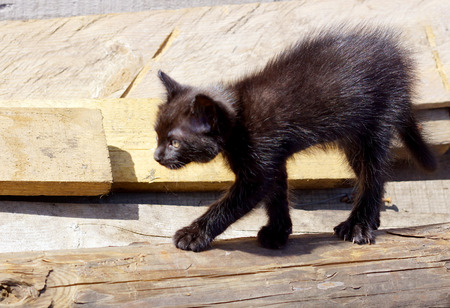 Small ruffled black kitten is on the log.の写真素材