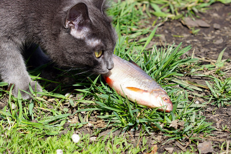 Grey cat sniffs the fresh river fish.の写真素材