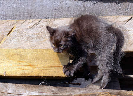 Small ruffled black kitten is on the log.の写真素材