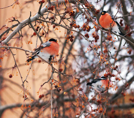 Bright colored bird Finch sitting on a tree branch.の写真素材
