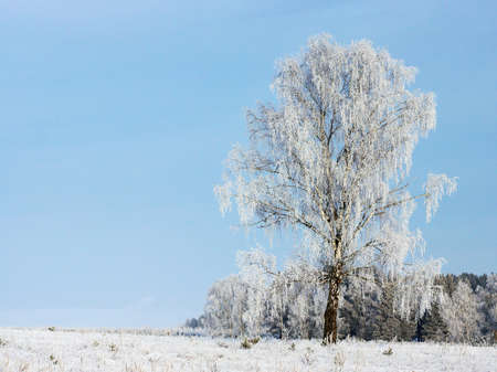 A single birch tree covered with frost against the blue sky.の写真素材