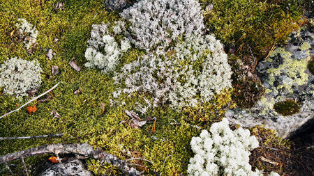 Moss is a strong and diverse group of plants growing in wet places.の写真素材