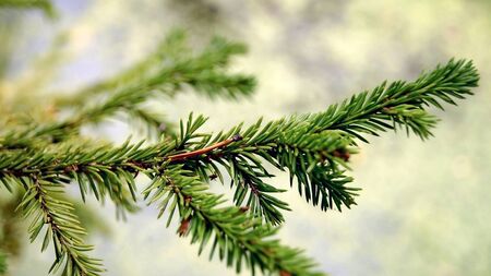 Bright green needles on branches of the coniferous tree.の写真素材