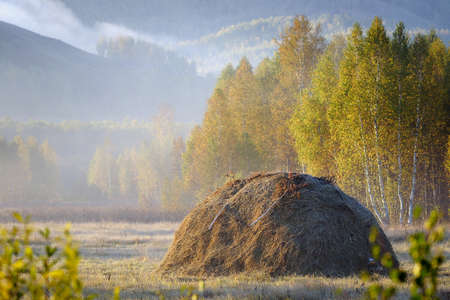 The haystack in the misty morning on the edge of the autumn forest.の写真素材