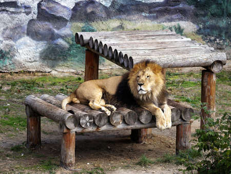 Lions basking in the sun in the aviary of the zoo.の写真素材