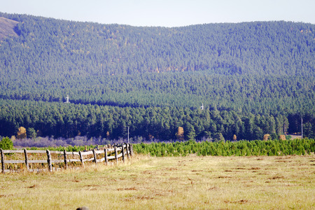 A wooden fence blocked by young pines.の写真素材