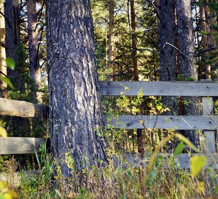 A wooden fence blocked by young pines.の写真素材