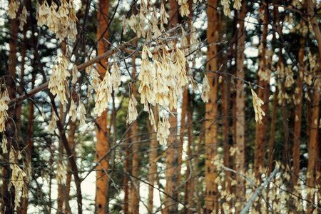 Maple seeds ripen in the fall and give new life.の写真素材