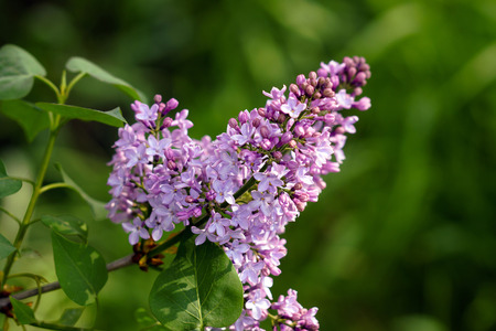 Flowers of a lilac Bush blossomed in the spring.の写真素材