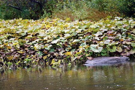 In the floodplain of the river flowing in the mountains, overgrown with weeds.の写真素材