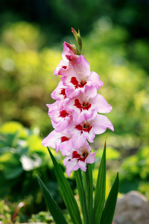 Pink gladiolus flower bloomed in the garden.の写真素材