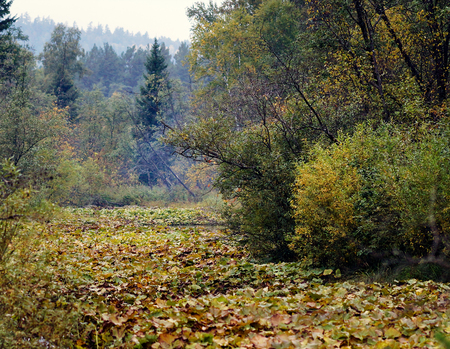 In the floodplain of the river flowing in the mountains, overgrown with weeds.の写真素材