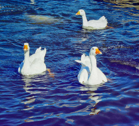 A flock of geese flapping wings floating on the pond.の写真素材