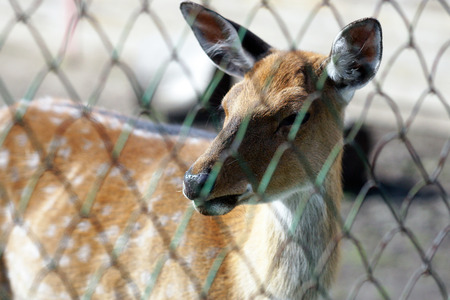 A young deer is in the aviary of the zoo.の写真素材