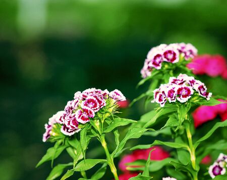 The garden carnation is a beautiful and fragrant flower had bloomed in the garden.の写真素材