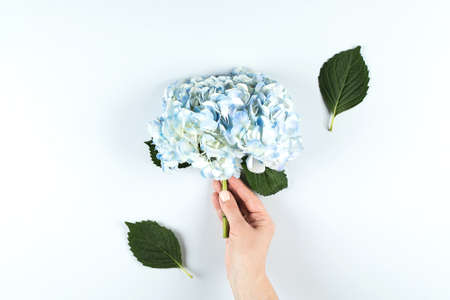 Beautiful blue hydrangea flowerの写真素材