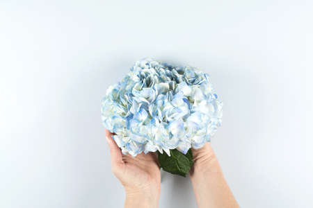 Beautiful blue hydrangea flowerの写真素材