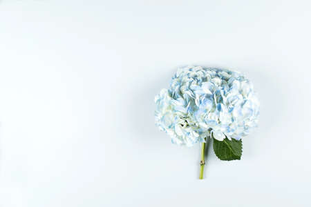Beautiful blue hydrangea flowerの写真素材
