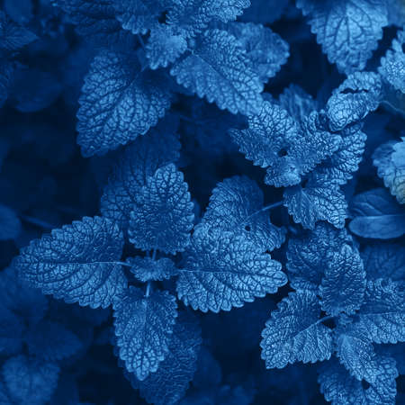 Blue background. Green foliage, nature background. Mint Plant Grow Background. Color of 2020 yearの写真素材