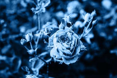 Dark Blue Background Rose Flowers Drop Trend Colorの写真素材