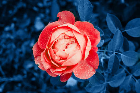 Coral Rose in Garden Flowers Blossom Trend Blue Color