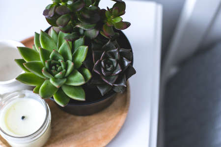 Tiny succulents on bedside table in the bedroom in scandinavian style homeの写真素材