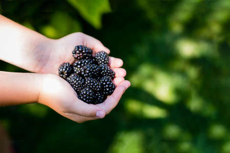 Girl Holding Freshly Picked Blackberries. Summer Berry Food.の写真素材