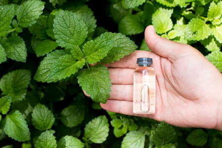 Bottle of mint oil and fresh mint in hand. Mint background