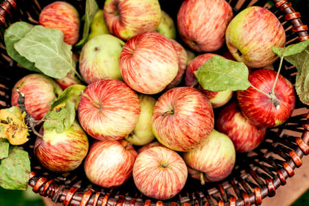 Fresh Ripe apples in the basket.の写真素材