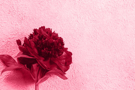 Color of the Year 2023 Viva Magenta color. Magenta beautiful burgundy peony flower on light background. Top view, flat lay, copy spaceの写真素材