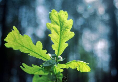 young leafの写真素材