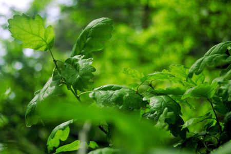 springs leaves in forestの写真素材