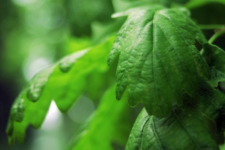 Mapleの写真素材