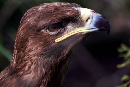 the portrait of Golden eagle