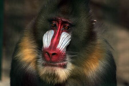 A sad monkey in a zooの写真素材