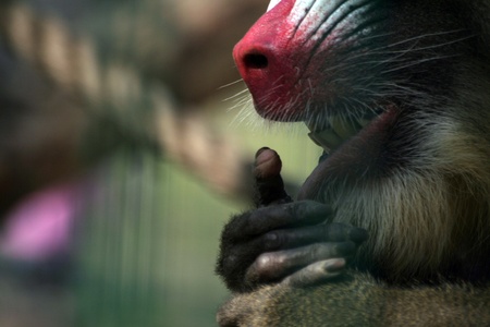 A monkey in a zooの写真素材