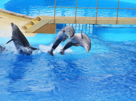 dolphins jumping somewhere in Spainの写真素材