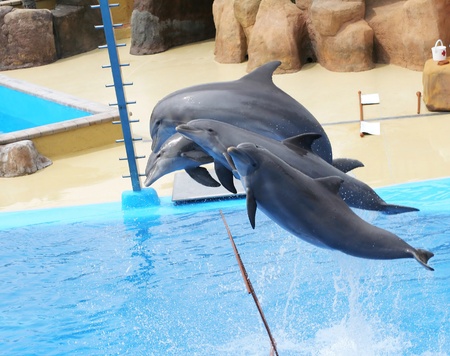 dolphins jumping somewhere in Spainの写真素材